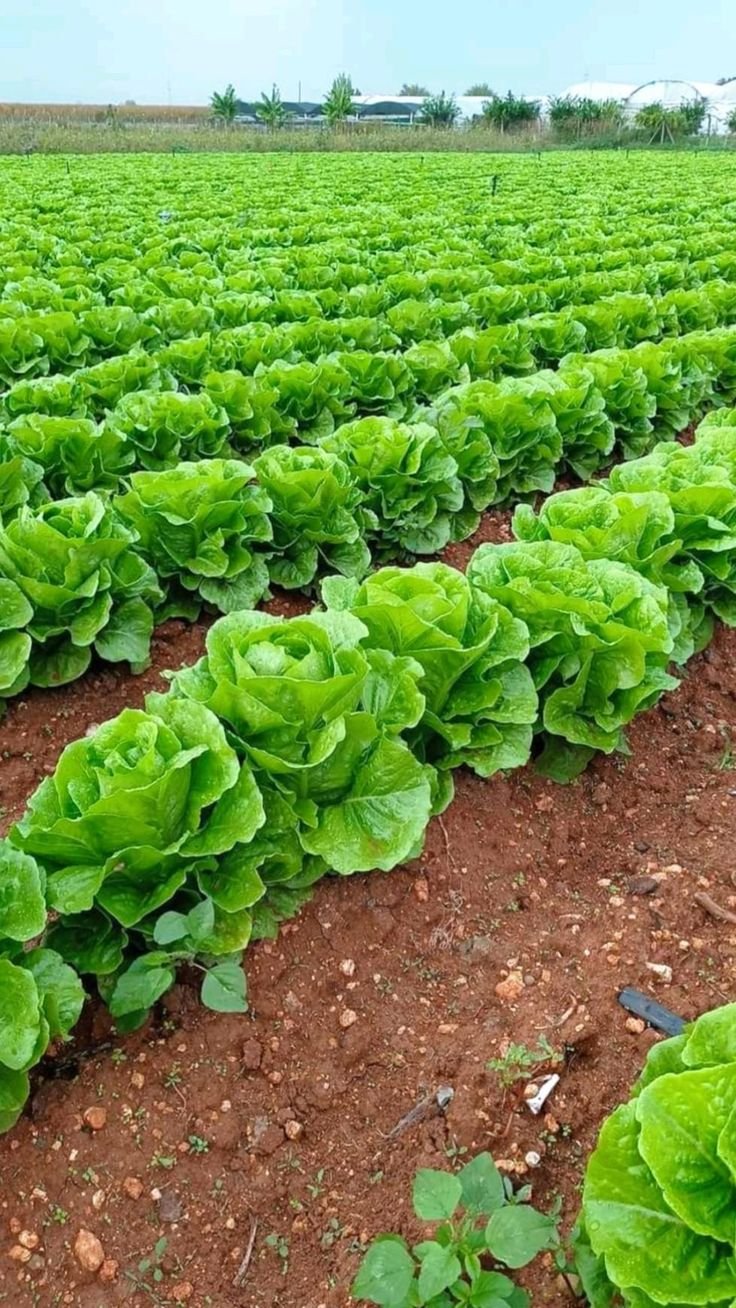 Lattuga e verdure a foglia