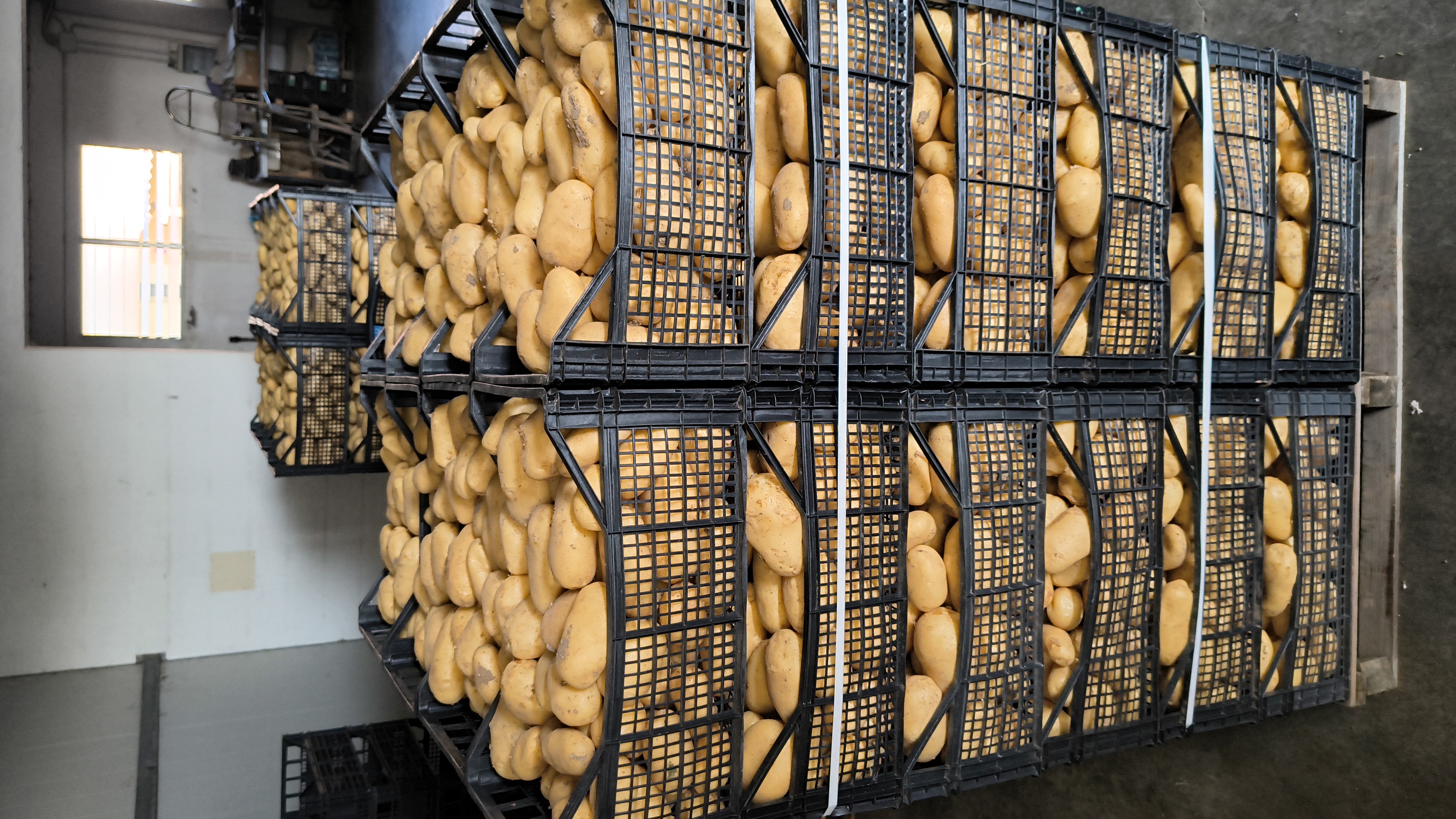 Cassette di patate nel centro di lavorazione Essepierre